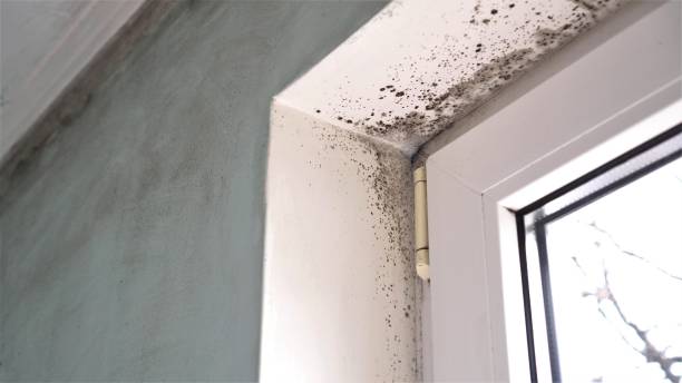 Best Office Mold Removal Services  in Hanford, CA