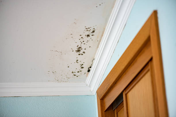 Best Local Mold Removal Service  in Hanford, CA