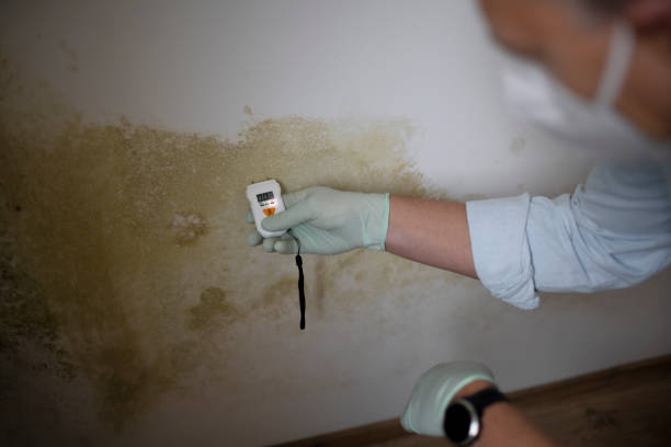 Best Professional Mold Removal  in Hanford, CA