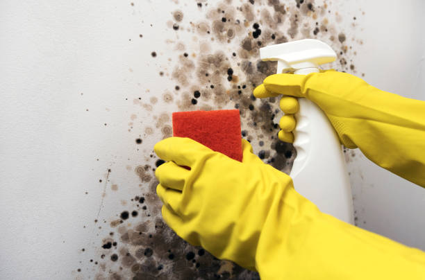 Mold Removal Process in Hanford, CA