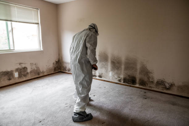Best Mold Damage Repair  in Hanford, CA