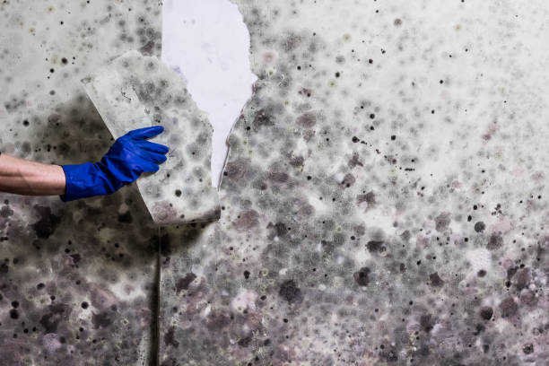 Best Mold Inspection  in Hanford, CA