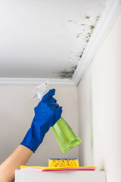 Best Mold Removal Company Near Me  in Hanford, CA