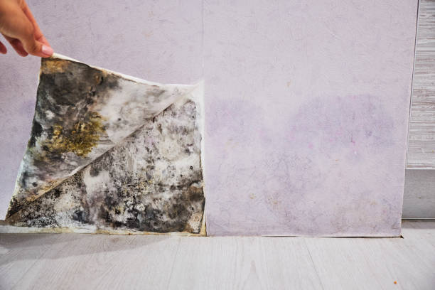 Best Attic Mold Removal  in Hanford, CA
